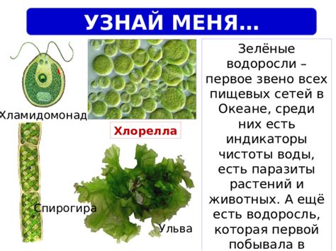 водоросли - индикаторы чистоты воды в чёрном море